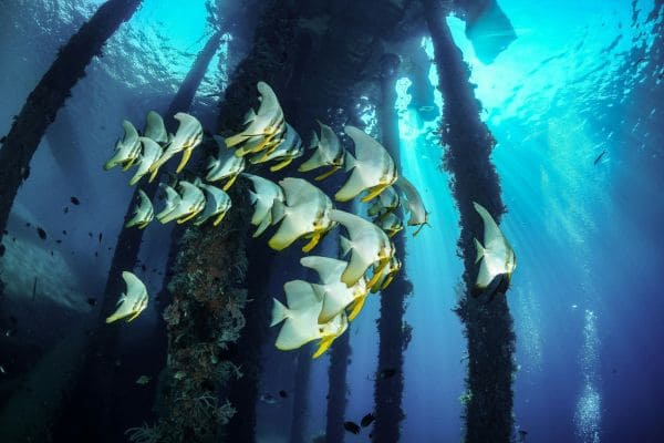 Nusa Penida Reef Tour