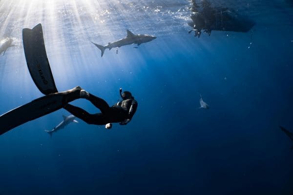Sharks Bay Deep Dive