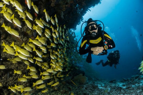 Coral Wall Deep Dive